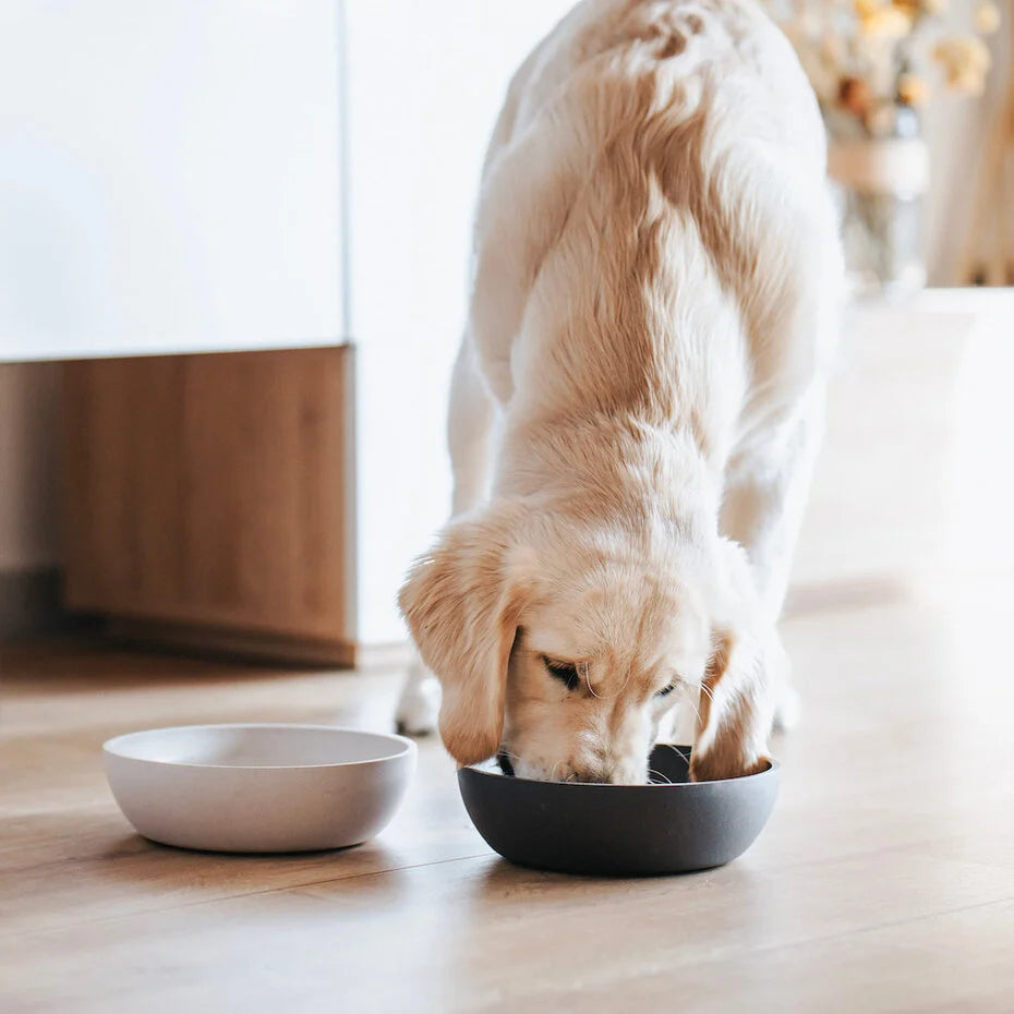 amazon dog food merrick lamb Merrick Lil Plates Grain Free Small Breed Real Lamb and Sweet Potato Recipe  Dry Dog Food - Philadelphia, PA main image 1