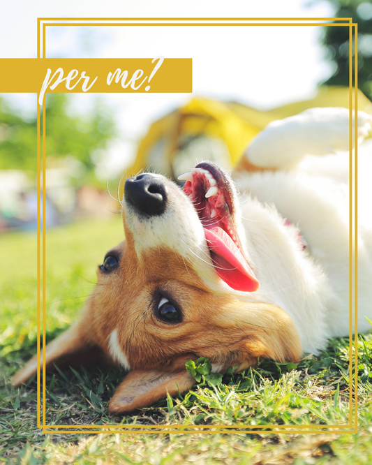 Il tuo Pet è pronto per la primavera?