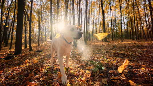 avventure autunnali - cani in viaggio
