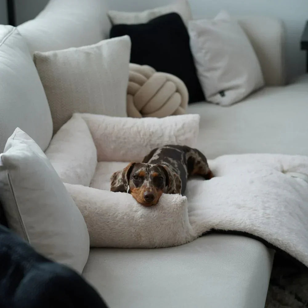 Comfort d’Inverno per il Tuo Pet