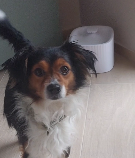 Zeky e la fontanella automatica Nettuno