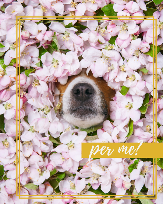 Esemplare di esploratore della savana!