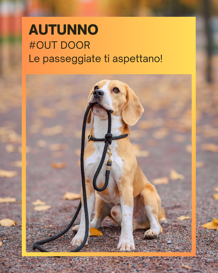 scopri la nostra collezione di guinzagli pettorine e collari eco-friendly