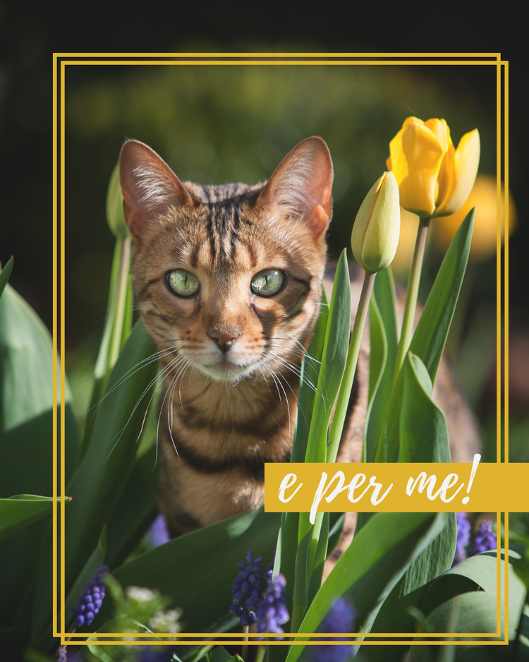 scopri la nostra collezione di guinzagli pettorine e collari eco-friendly