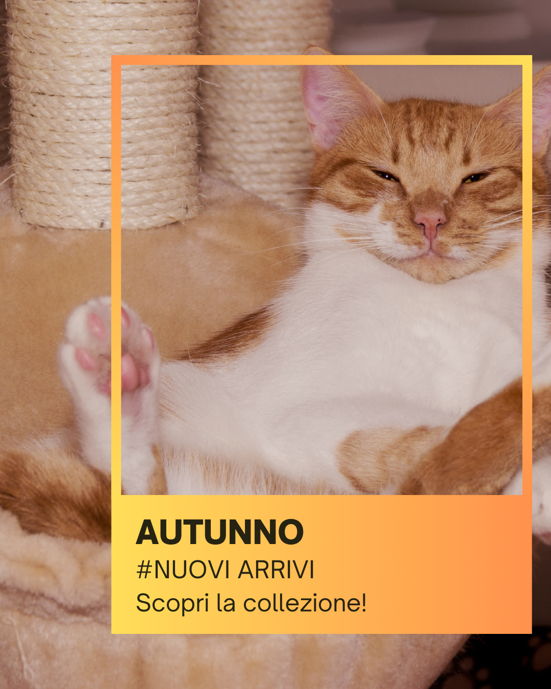 La nostra collezione pensata per il tuo gatto