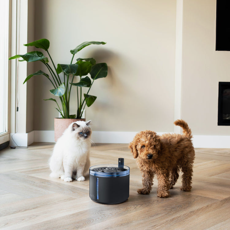 Accessori e cucce di design per cani e gatti – i preferiti dai clienti ZekyShop, comfort e qualità per ogni momento quotidiano