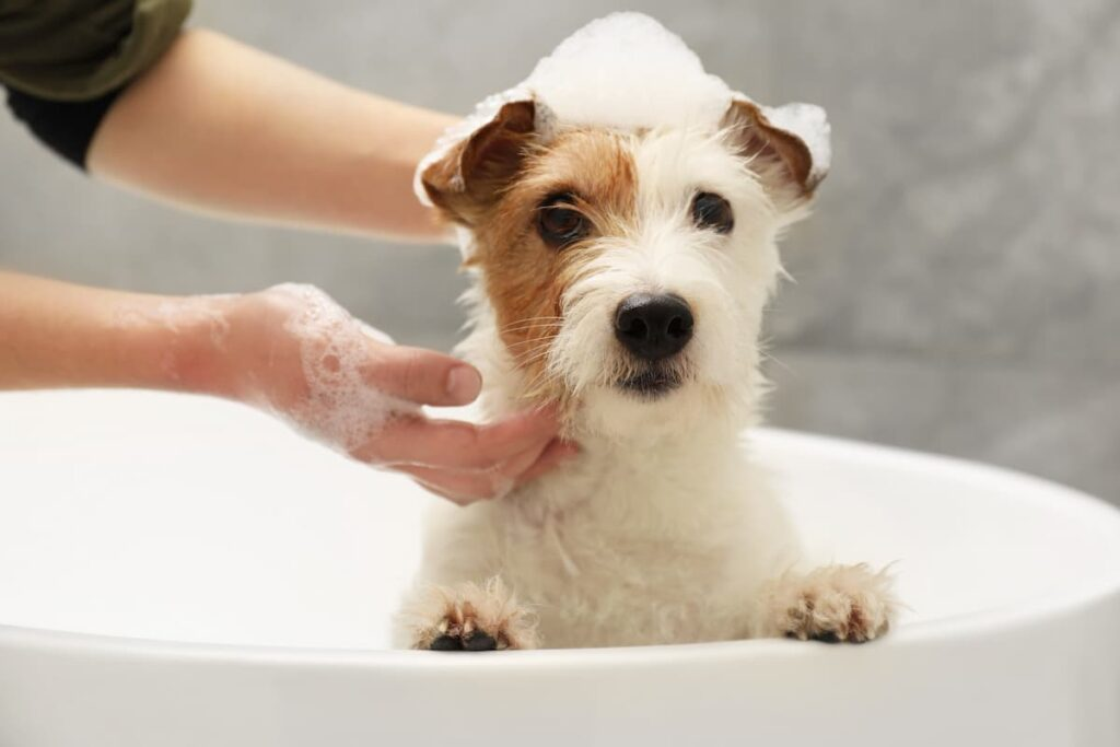 scopri la nostra selezione di prodotti per il benessere e la cura del tuo cane