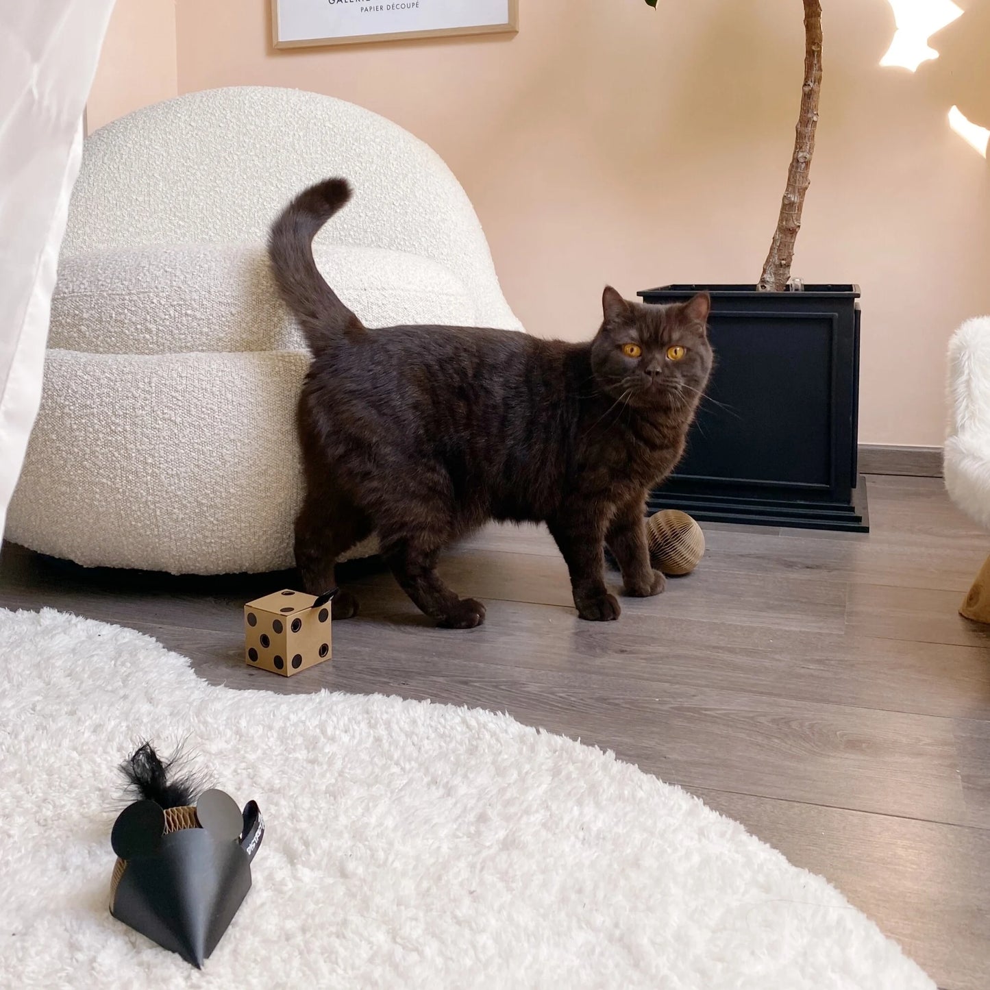 Gatto che gioca con la GiftBox Set regalo di giochi naturali e sostenibili per gatti domestici