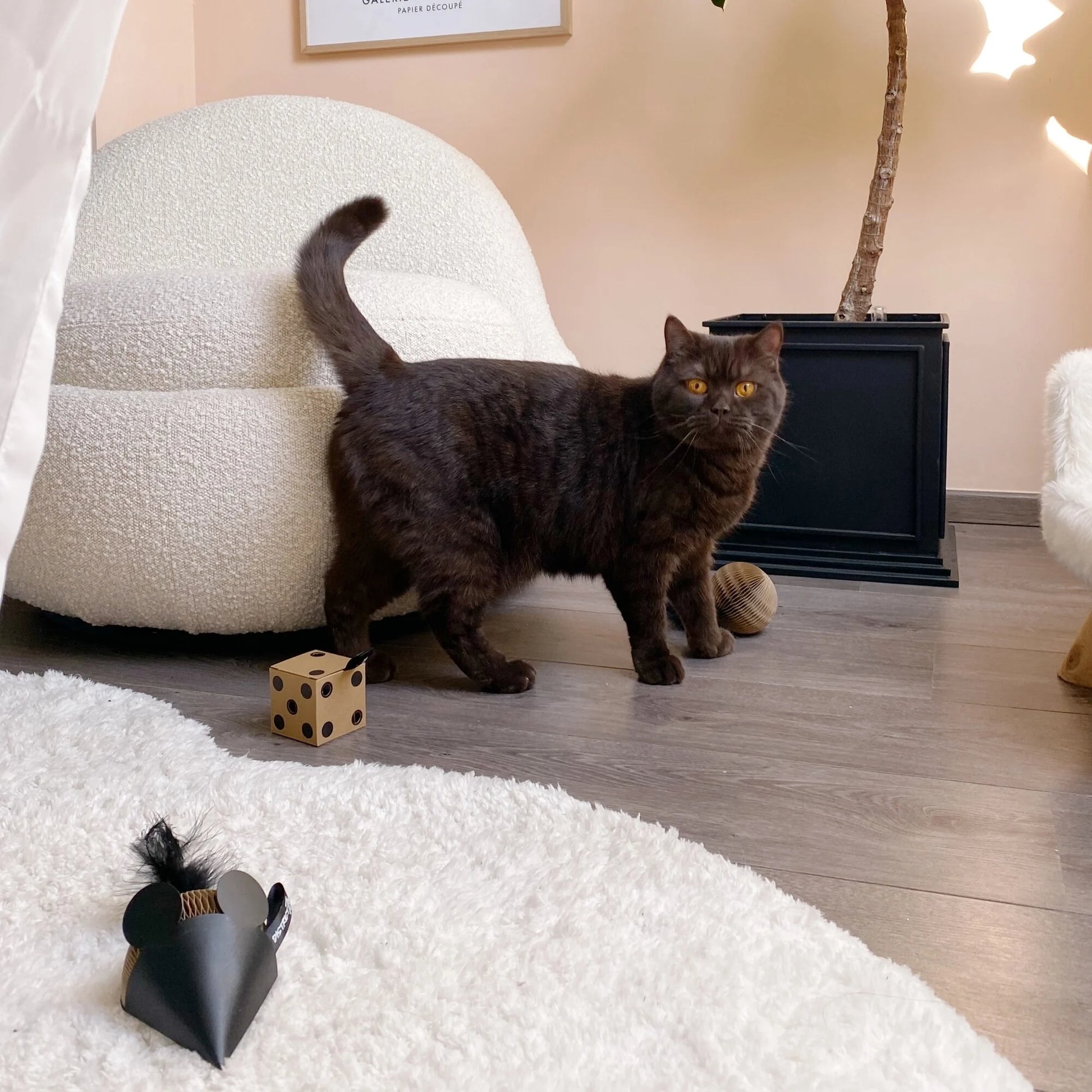 Gatto che gioca con la GiftBox Set regalo di giochi naturali e sostenibili per gatti domestici