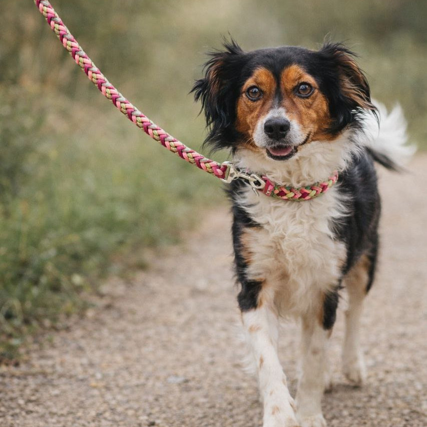 Zeky passeggia con il suo nuovo collare guinzaglio Bosco Incantato Rosa made in italy artigianale