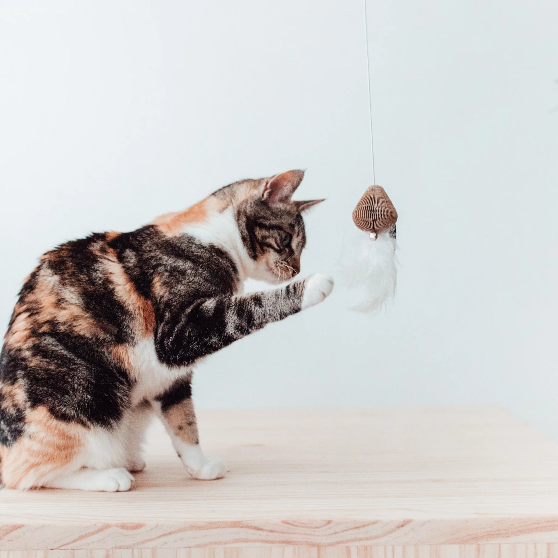 gatto che gioca con la Bacchetta Smash gioco interattivo con piume