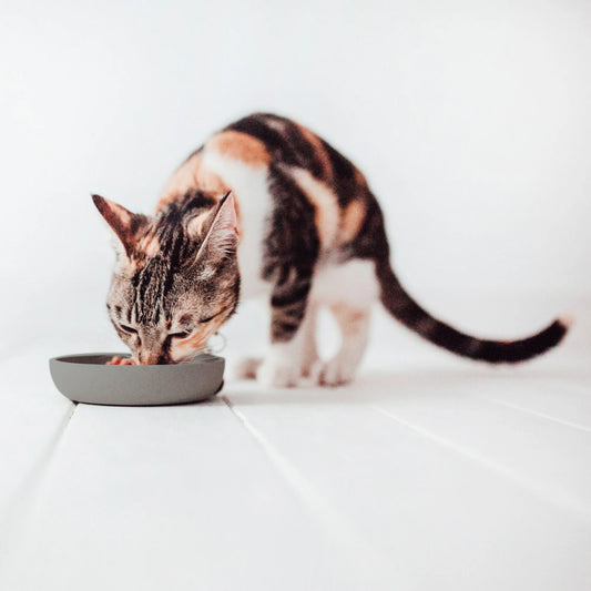 gatto con ciotola in bambu grigio scuro