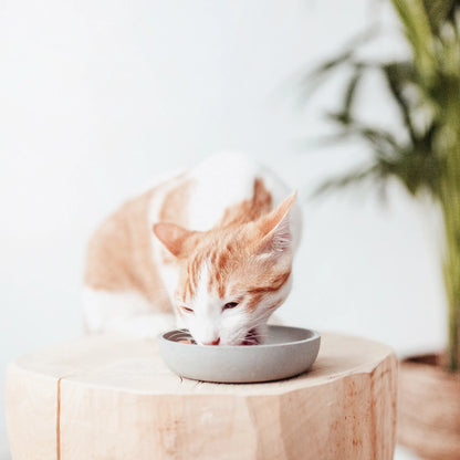 gatto con ciotola in bambu colore meringa Design elegante e armonioso per ogni casa