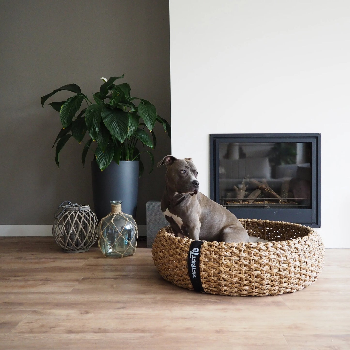cuccia vimini con al suo interno un cane di taglia grande. cuccia spaziosa e confortevole