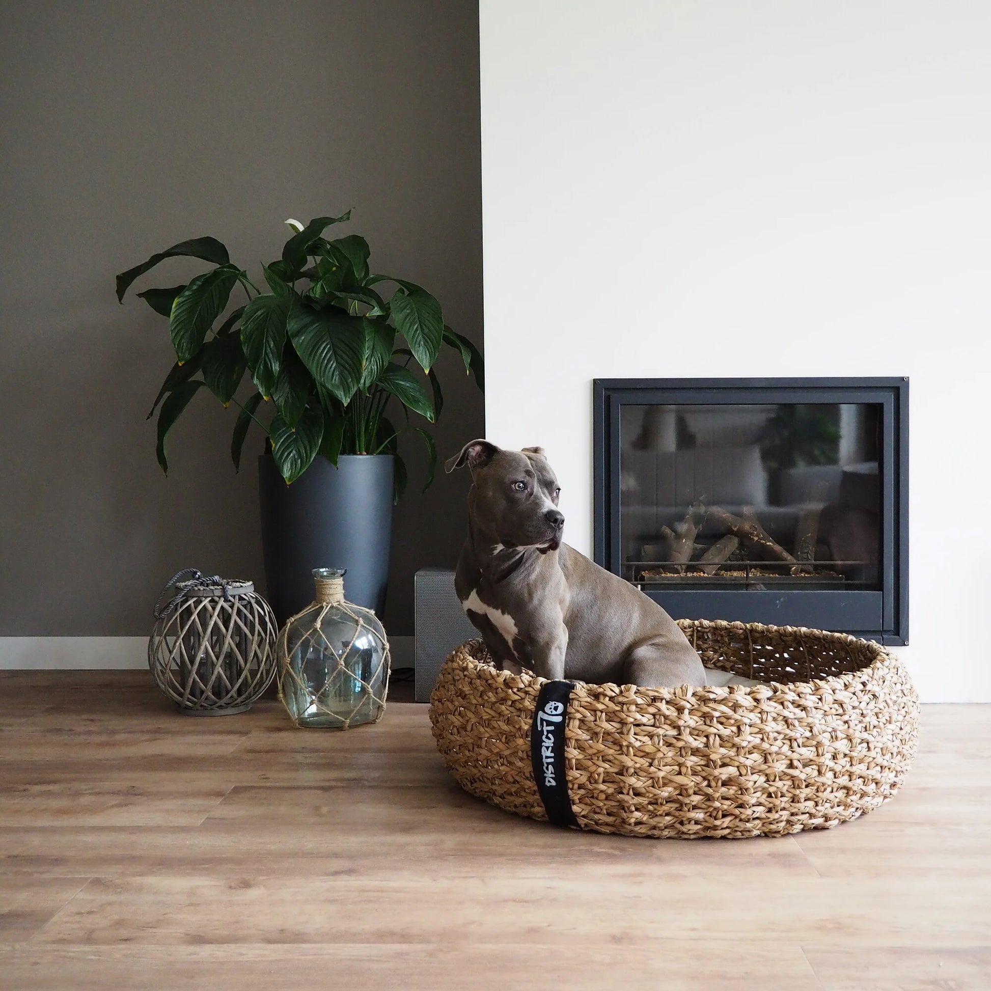 cuccia vimini con al suo interno un cane di taglia grande. cuccia spaziosa e confortevole