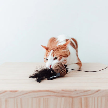 dettaglio di un gatto che gioca con il pesce nero della bacchetta bait