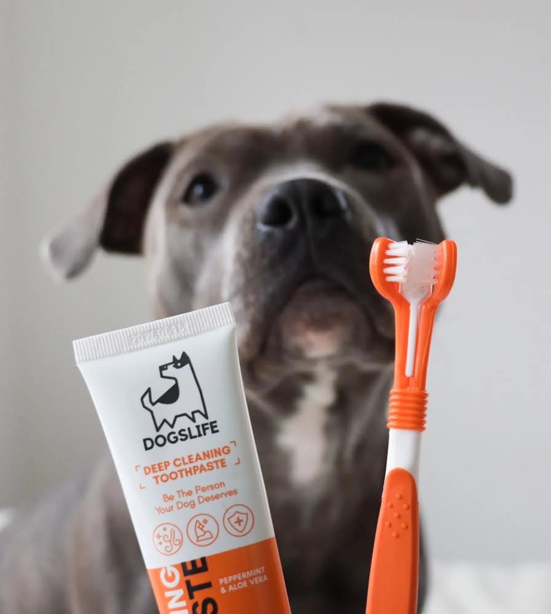 dogs life kit dentale cani igiene orale Mantieni l’alito fresco e denti sani con dentifricio naturale e spazzolino triplo