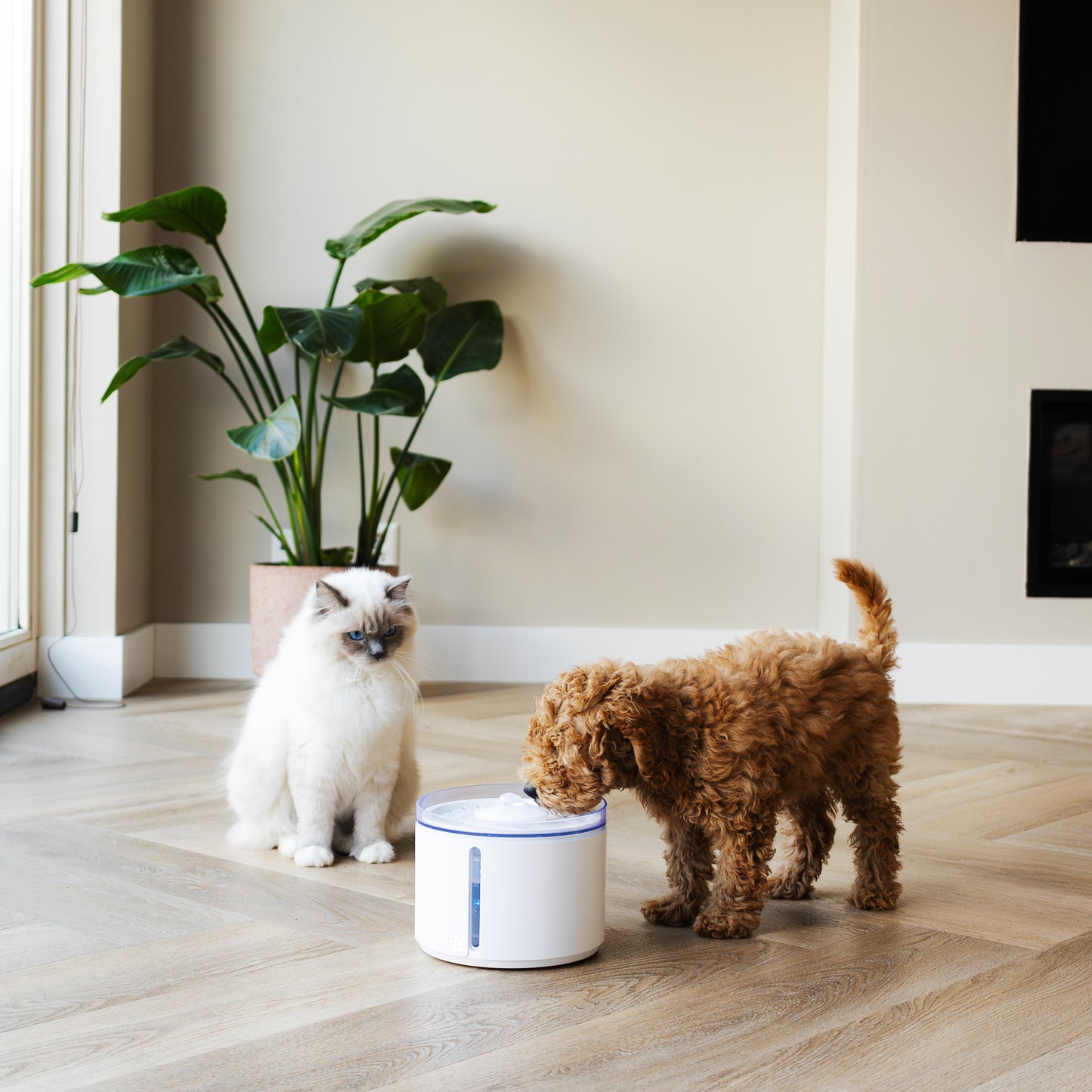 cane e gatto con fontana di colore bianco ultra silenziosa senza fili