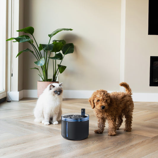 cane e gatto con fontana di colore nero ultra silenziosa senza fili