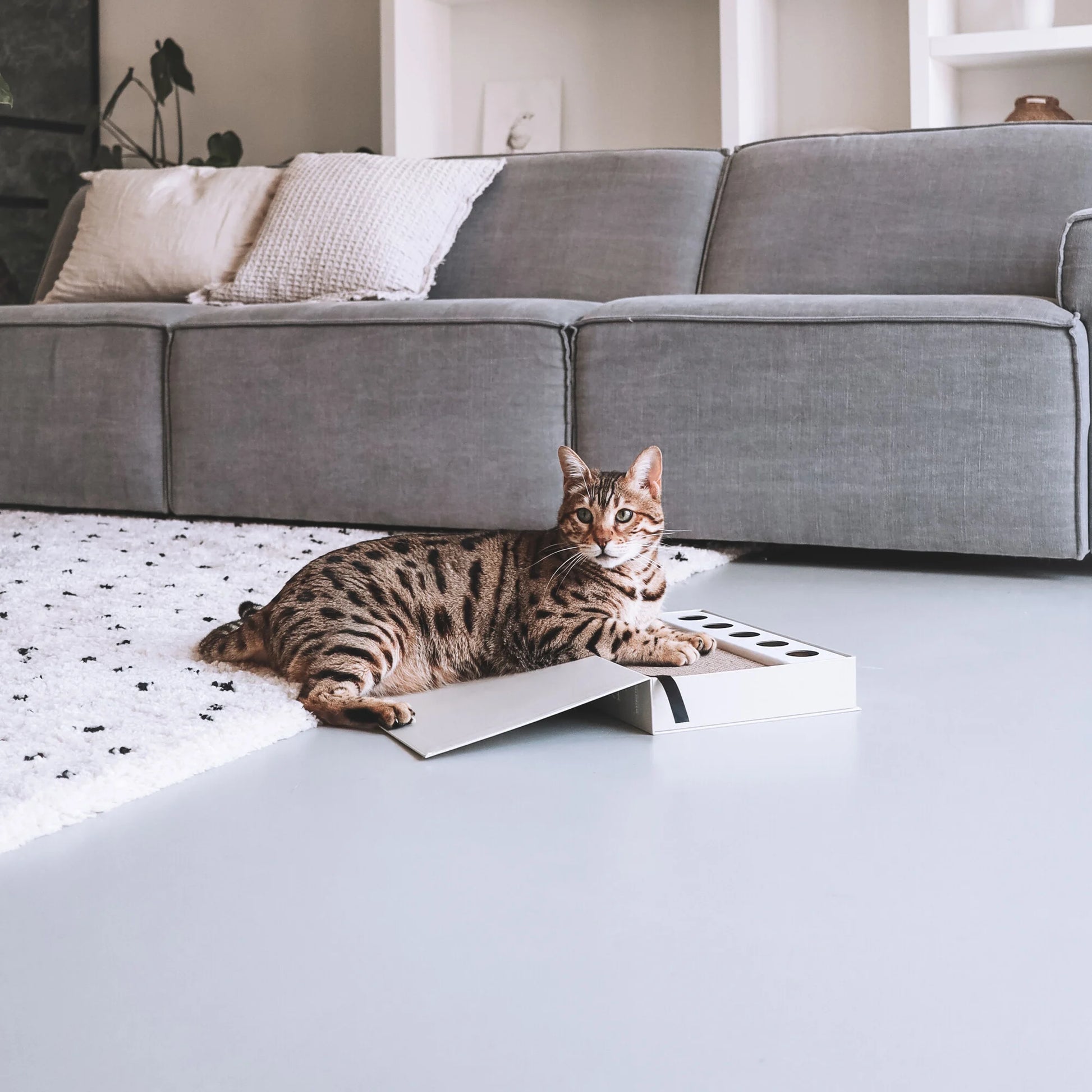 Gatto che gioca con il Tiragraffi Books gioco interattivo per gatti beige cat diary