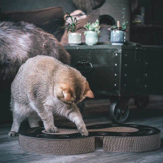 gatto che gioca con il tiragraffi snake dal design moderno di colore nero, gioco interattvo