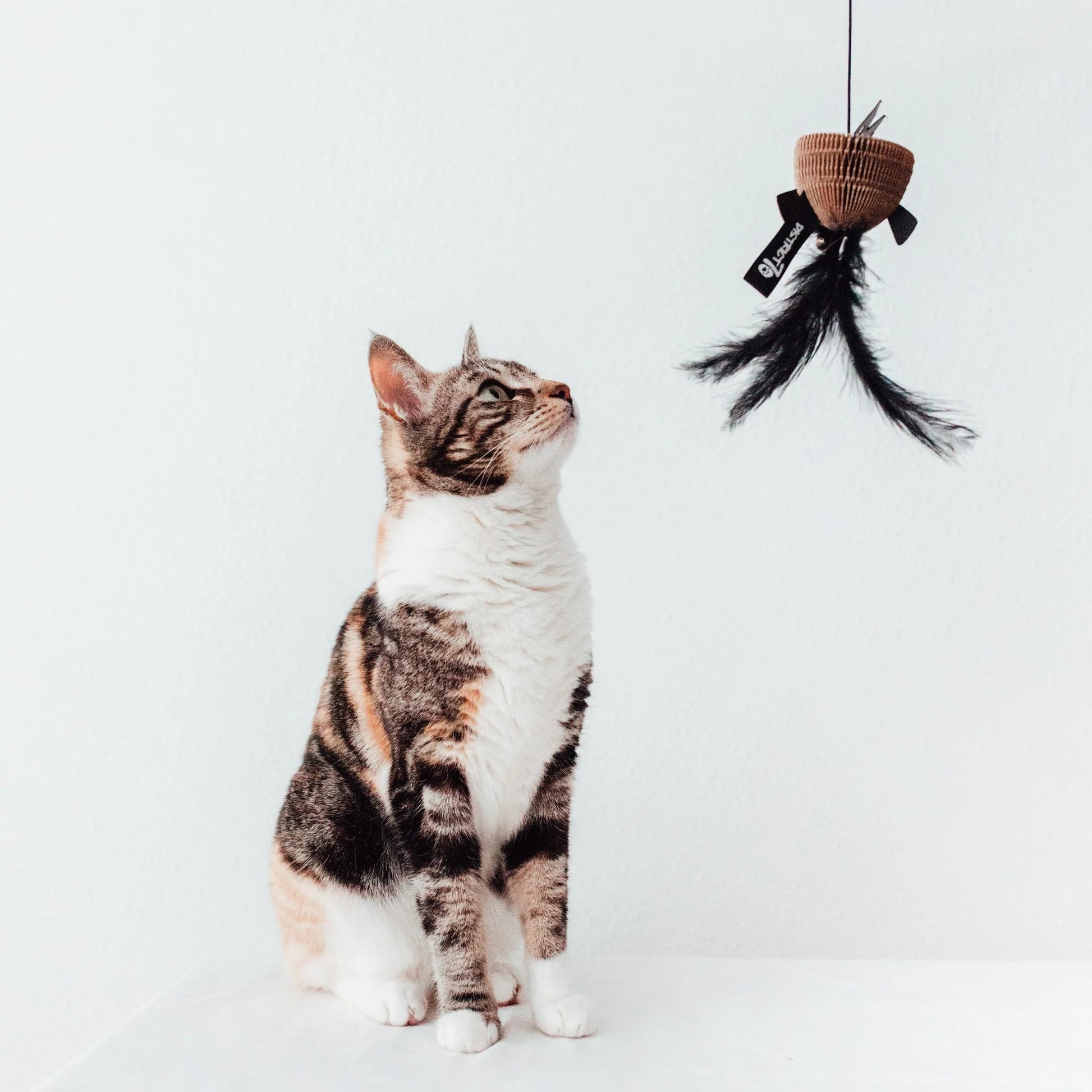 gatto che gioca con la bacchetta bait nera con piume e campanellino