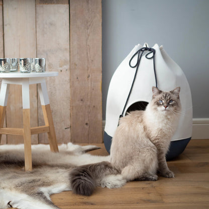 Gatto con la cuccia sacco in ambiente domestico