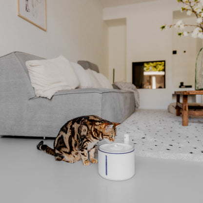 gatto con fontana bianca senza fili