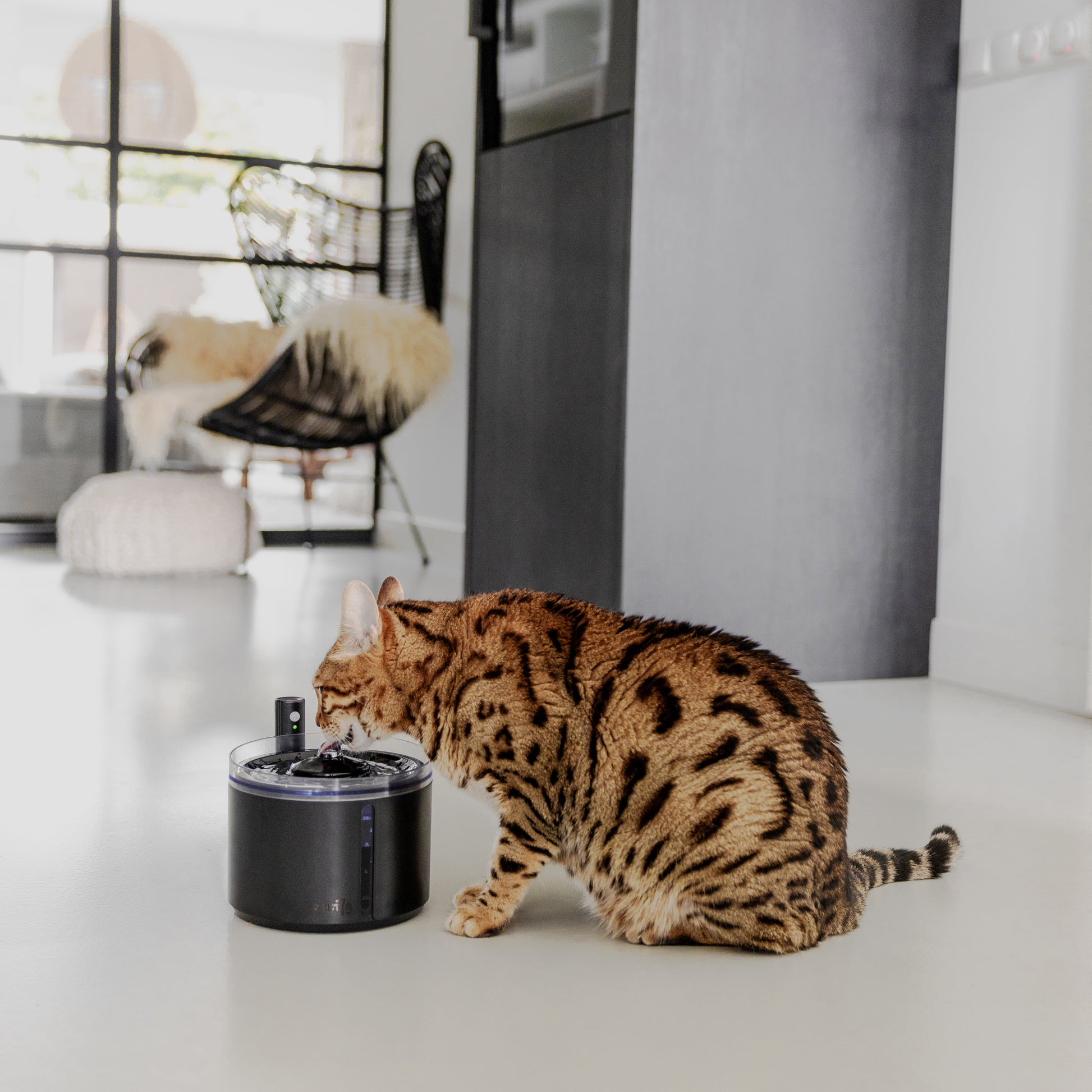 gatto con fontana nera con sensore di movimento attivo silenziosa e senza fili
