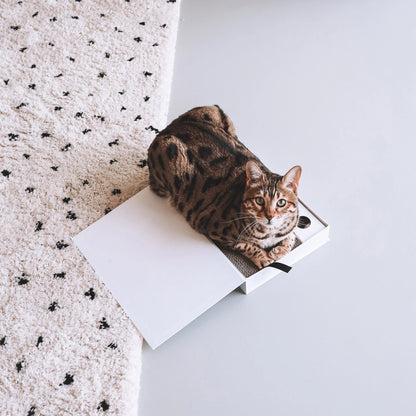 gatto con il tiragraffi books gioco interattivo