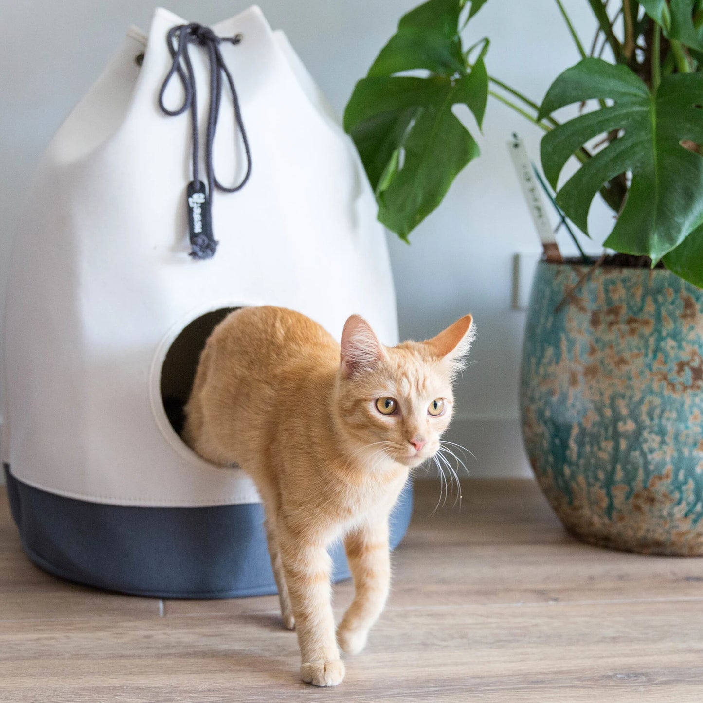 gatto che esce dalla cuccia sacco morbida moderna ed elegante