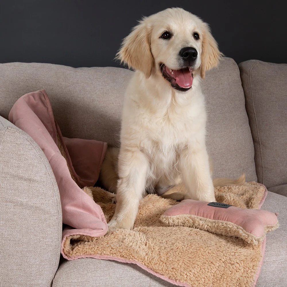 cane con set regalo coperta e gioco rosa