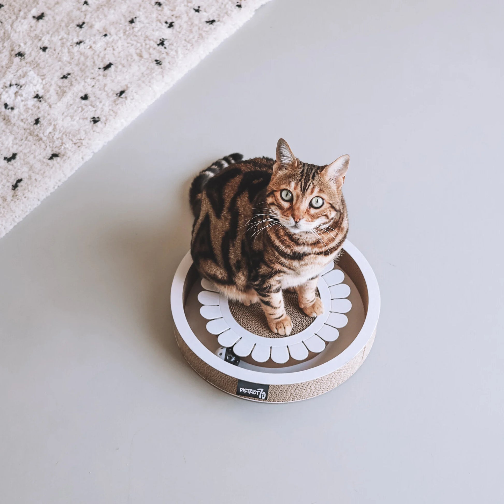 Gatto che gioca con tiragraffi Bloom bianco – divertimento e benessere per gatti