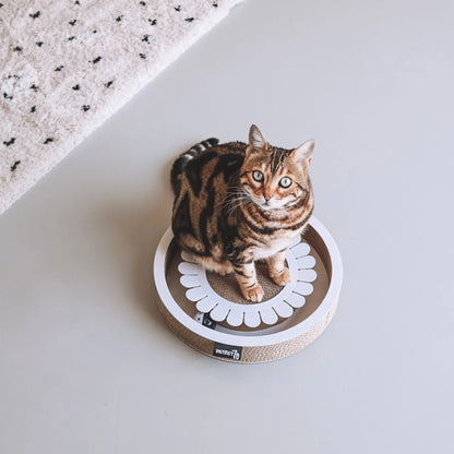 Gatto che gioca con tiragraffi Bloom bianco – divertimento e benessere per gatti