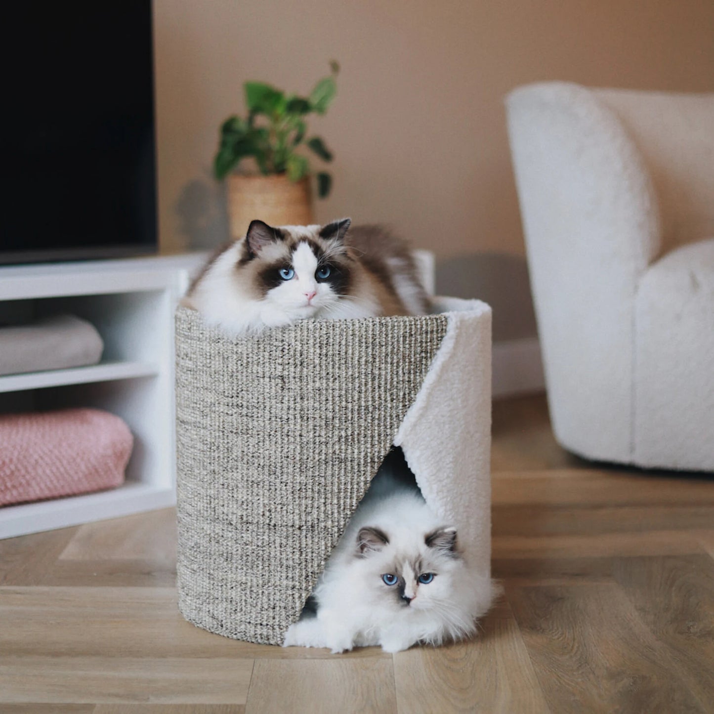 Gatt che si rilassano sul tiragraffi Romeo e Giulietta ognuno nel suo piano morbido e confortevole