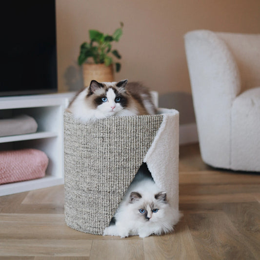 Gatt che si rilassano sul tiragraffi Romeo e Giulietta ognuno nel suo piano morbido e confortevole