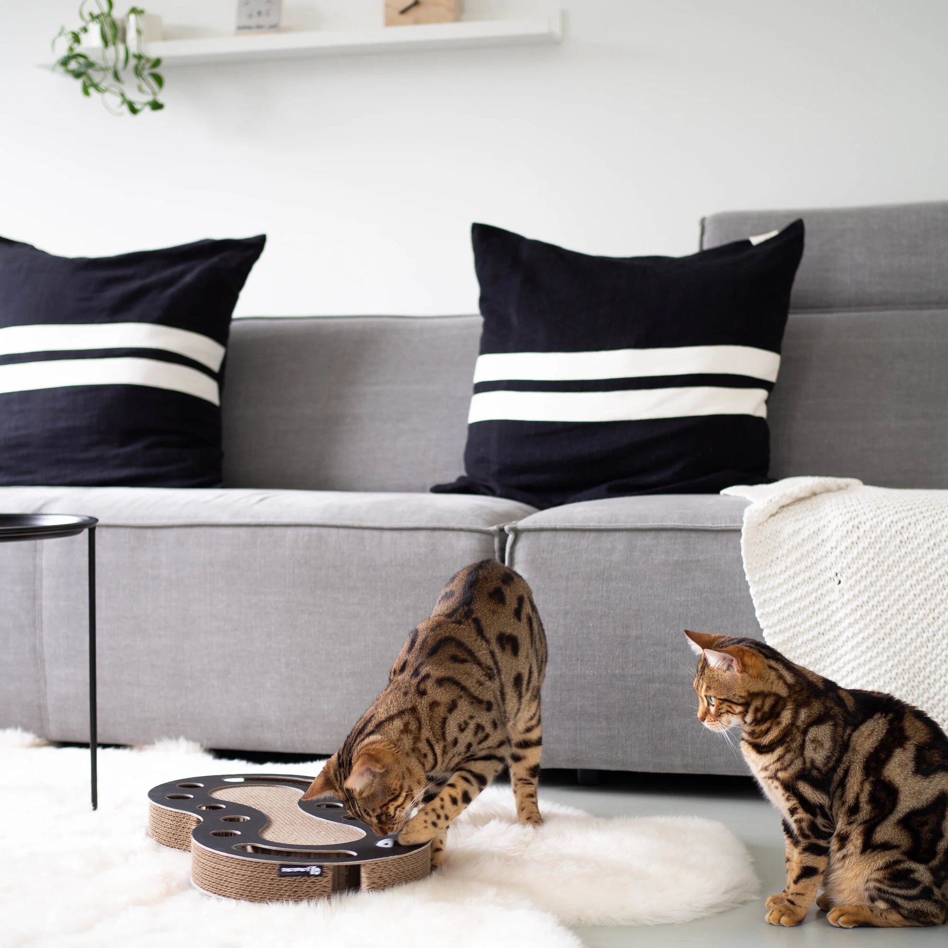 gatti che giocano con il tiragraffi snake in cartone ondulato dal design moderno di colore nero